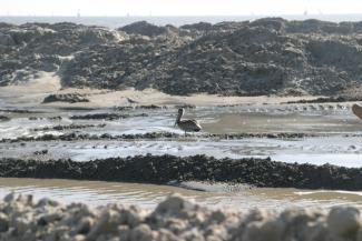 Piping Plover and Pelican foraging for food