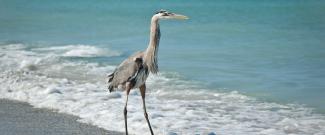 Great Blue Heron walking in the shallow waters of a Gulf Coast Florida beach