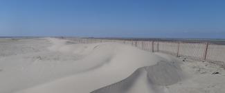 Pelican Island sand fence