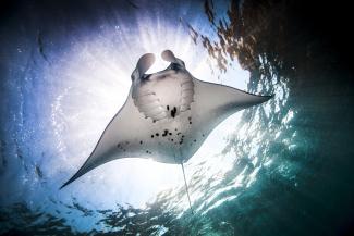 underwater low angle view of manta ray
