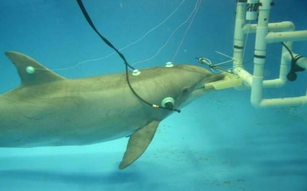 Studying Noise Impacts on Cetaceans: We’ve Come a Long Way! | Bureau of ...
