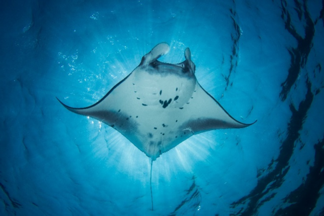 Ray
