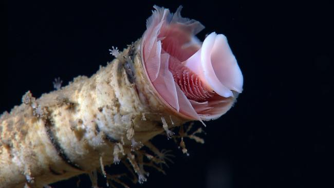 Tubeworm with Blossom