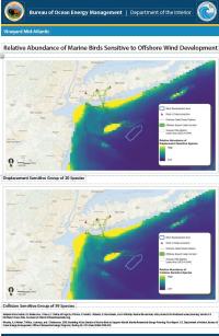 Marine Birds Information 