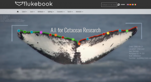 whale fluke