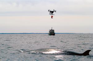 An Uncrewed Arial Vehicle (UAV or drone) deploys a suction-cup equipped, biologging “dtag” for attachment to a sei whale in the Stellwagen Bank National Marine Sanctuary. Sei whales are an endangered species of special interest to the Bureau of Ocean Energy Management and National Oceanic and Atmospheric Administration (NOAA)