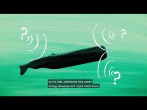 Studying Sperm Whales and Beaked Whales in the Atlantic: The MAPS Project