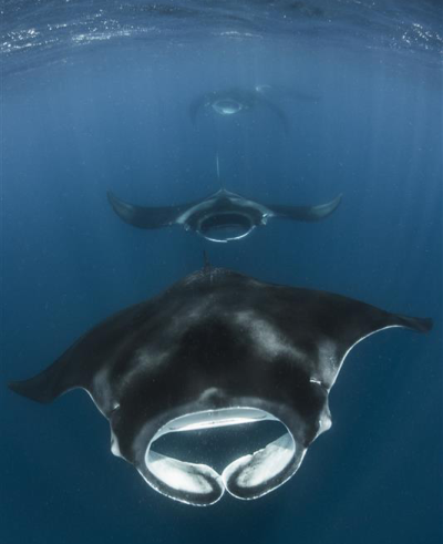 Manta Ray