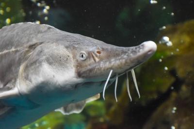 Atlantic Sturgeon