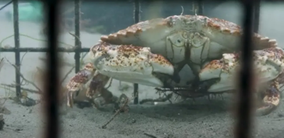 crab underwater