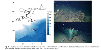 Deep-sea wooden shipwrecks photos
