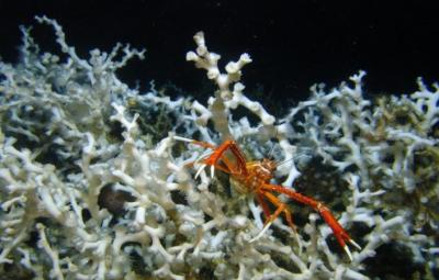 Eumunida-Picta-squat-lobster