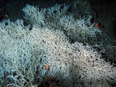 Lophelia colony. Image courtesy of Brooke et al. 2005, NOAA-OER Florida Deep Corals. 
