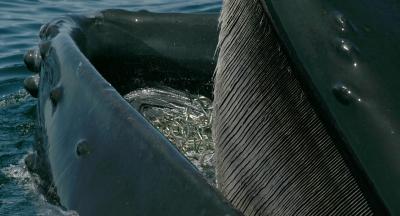 whale with mouthful of sand lances