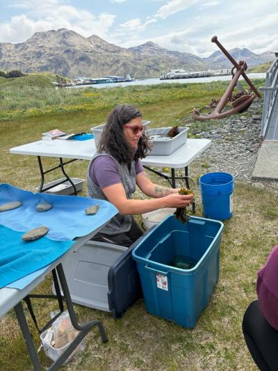 A woman, kneeling by a large plastic tub, displays a handful of seaweed.