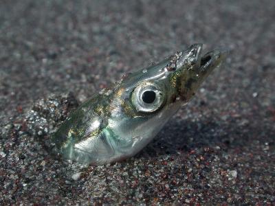 Sand Lance