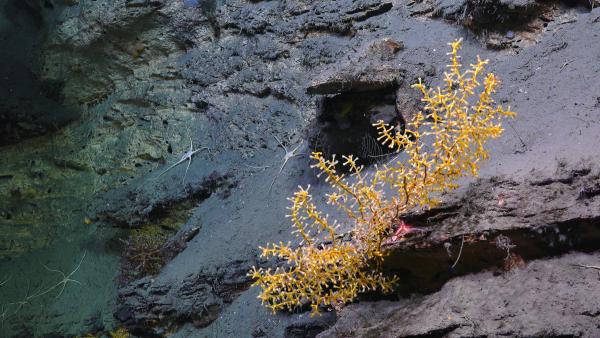 acanthogorgia coral