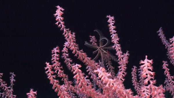 Bamboo Coral