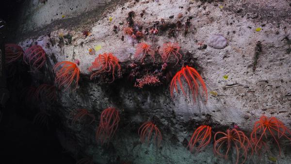 Pamlico Canyon Wall