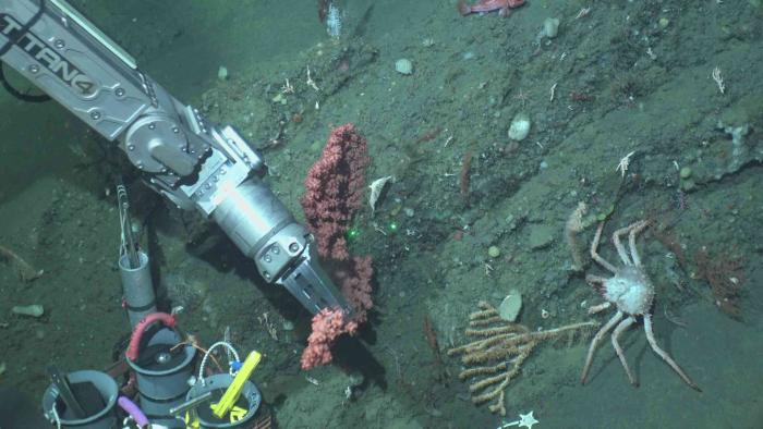 HOV Alvin collected a sample of bubblegum coral near a crab. Image courtesy of Amanda Demopoulos