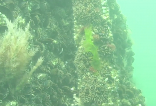 14 Algae on foundation at Block Island Wind Farm
