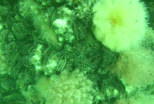 14 Biofouling at BIWF on foundation