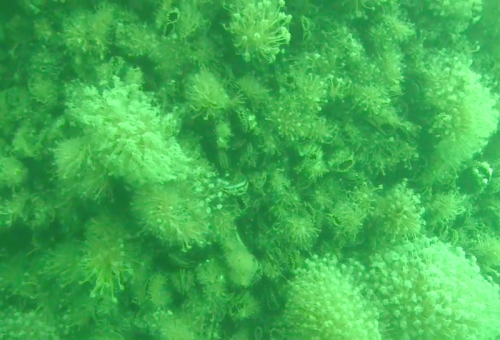 14 Biofouling on foundation at Block Island Wnd Farm