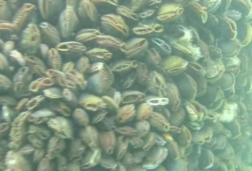 14 Blurry mussels at BIWF
