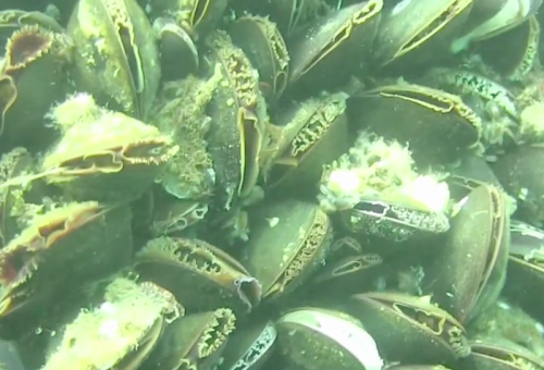 14 Mussels on foundation at BIWF