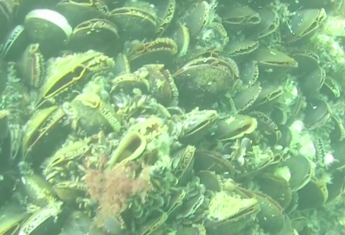 14 Mussels on foundation at Block Island Wind Farm