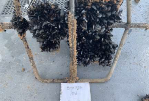 Recovered seabed frame after 1 year