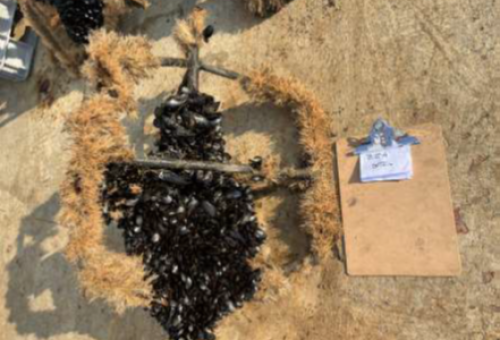 Recovered seabed frame after 2 years