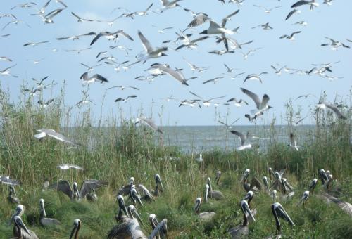 Pelican rookery