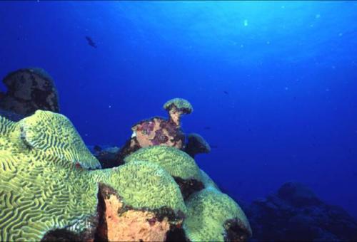 Brain Coral