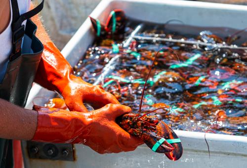 fisherman and lobsters