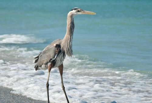 Great Blue Heron walking in the shallow waters of a Gulf Coast Florida beach