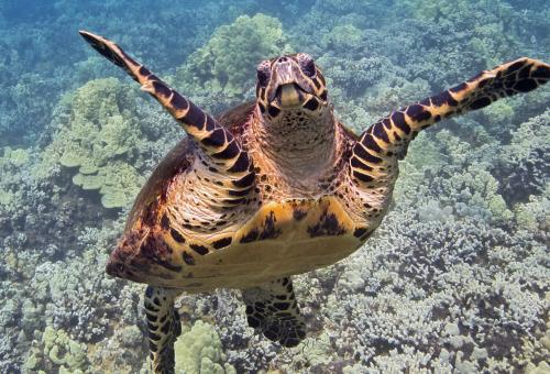 Hawksbill Turtle