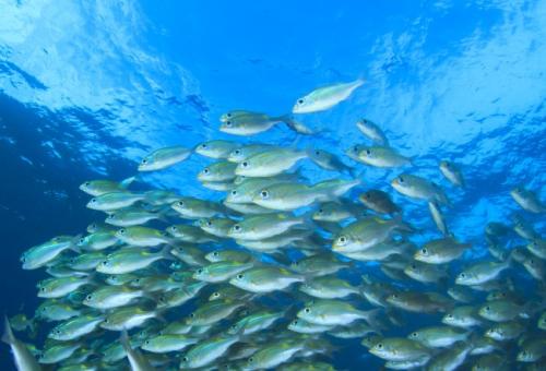 fish in ocean