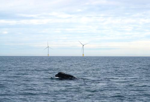 Right Whale and Wind Mills
