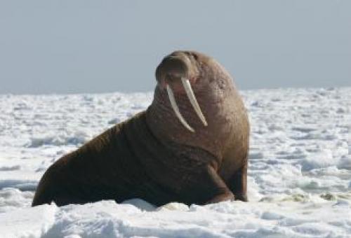 Walrus