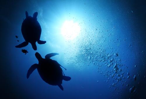 sea turtles