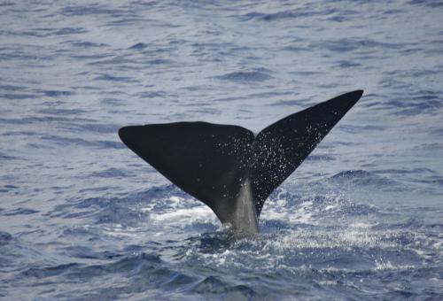 sperm whale fluke