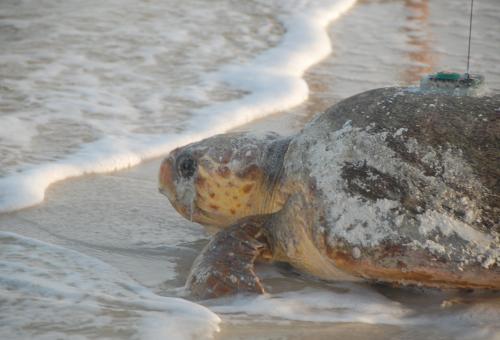 Satellite-tagged loggerhead sea turtle