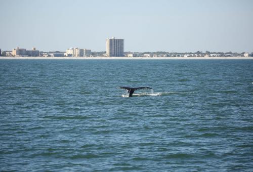 whale fluke offshore Florida