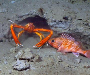 Crabs