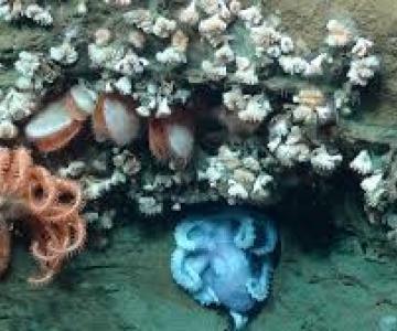 octopus-sea-star-bivalves-coral
