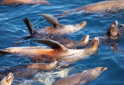 Sea Lions in the water