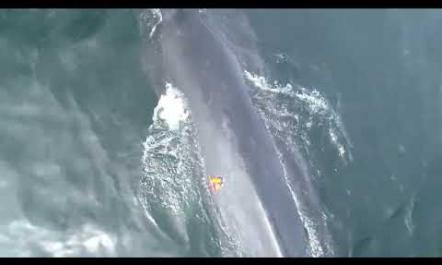 First-Ever Successful Drone-based Tagging of Endangered Sei Whales in U.S.