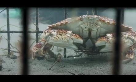 Can Crabs Cross Submarine Cables?