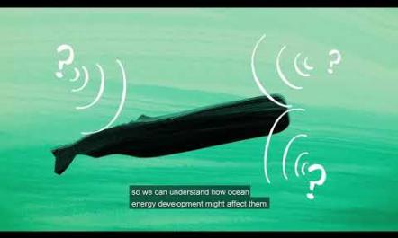 Studying Sperm Whales and Beaked Whales in the Atlantic: The MAPS Project